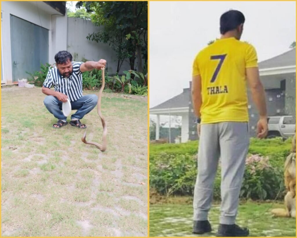 धोनी के फार्म हाउस में सांप निकलने से हड़कंप, 18 साल पुराने सांप का हुआ सुरक्षित रेस्क्यू